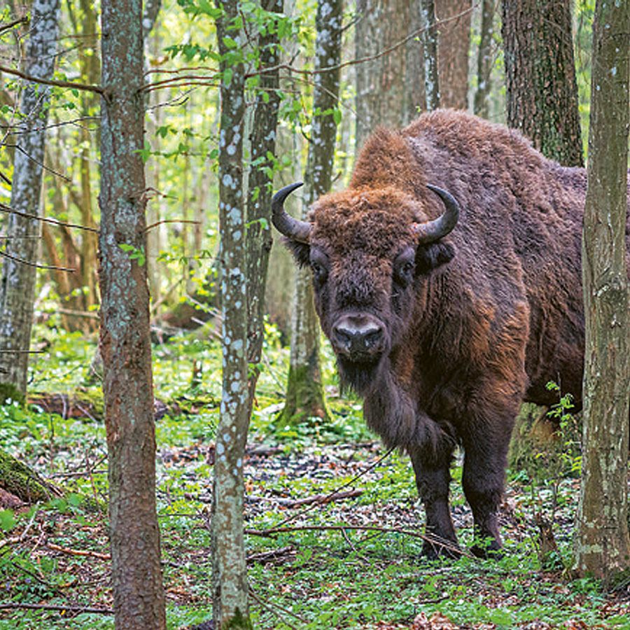 Touristische Highlights - Wisent bzw. europäisches Bison im Nationalparks Białowieża