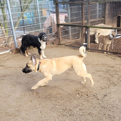 Auslauf auf dem neuen Platz