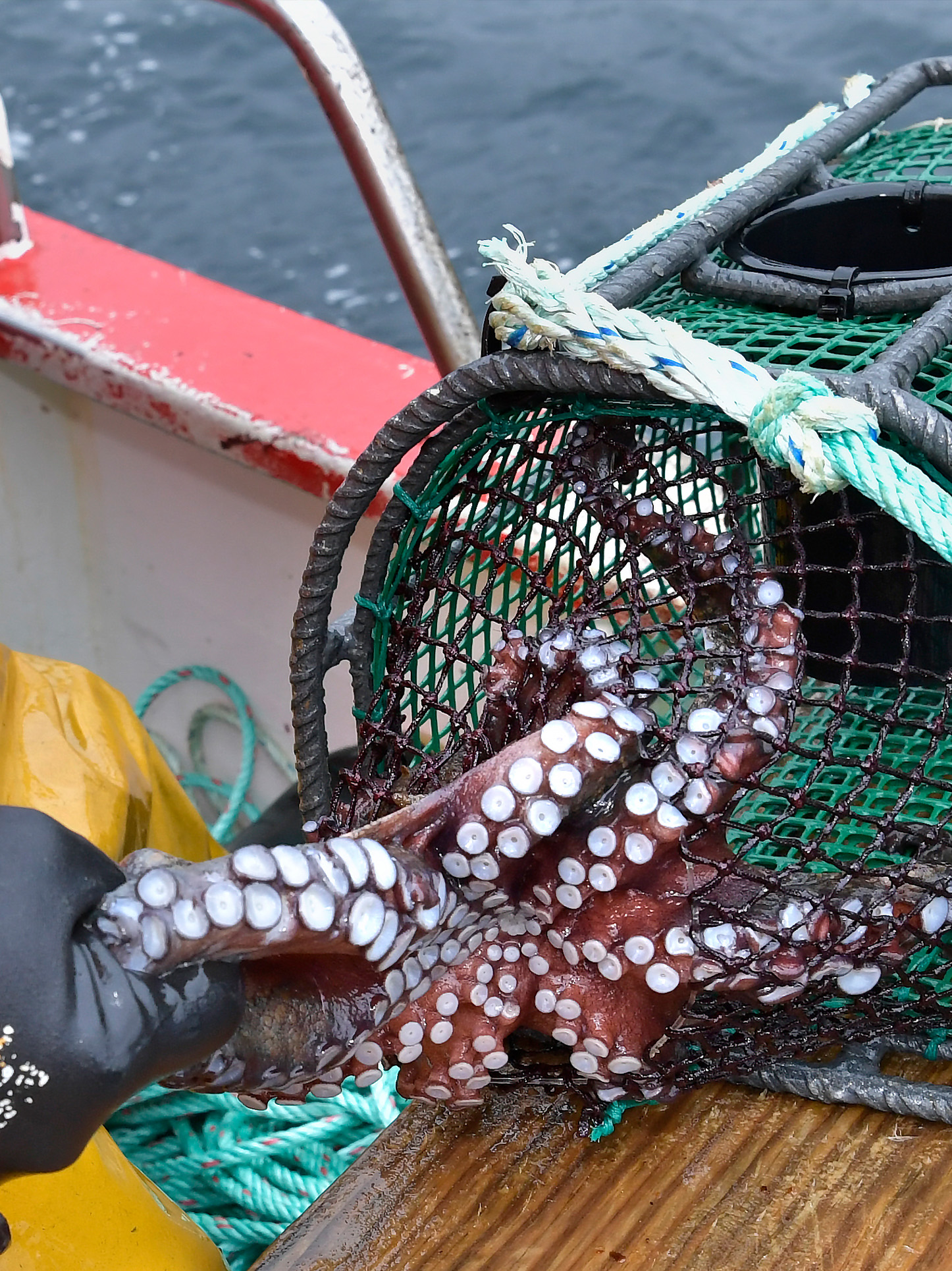 pulpo_contendbild