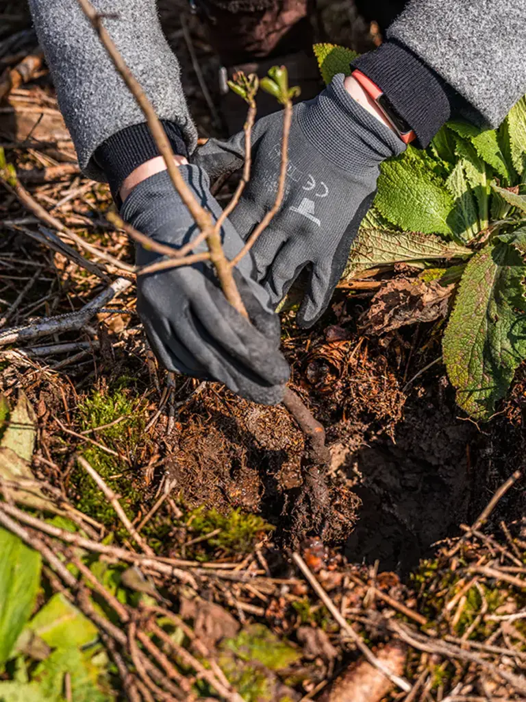 Glückliche Bäume: Baumpflanzaktion